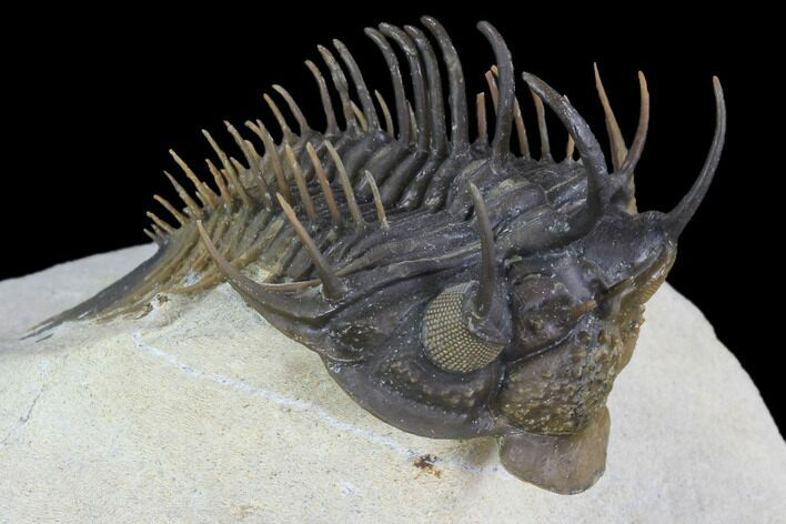 Spiny Comura Trilobite - Top Quality Specimen #95485